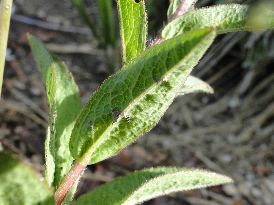 Pentanema hirtum (=Inula hirta) / Enula scabra